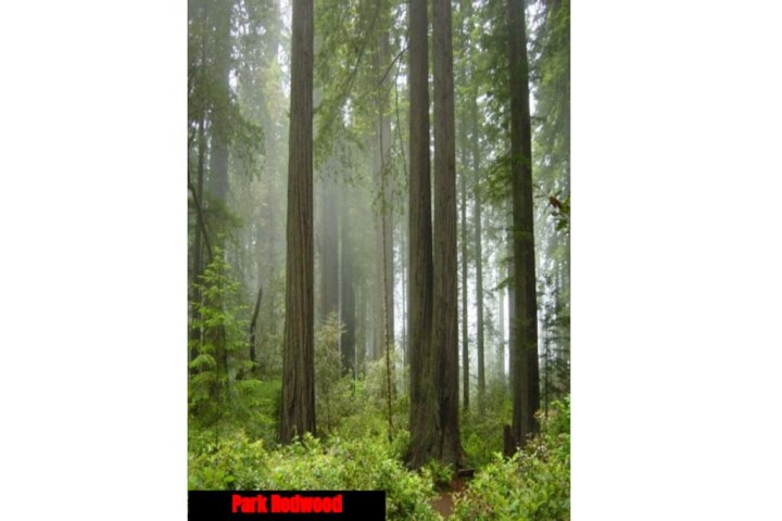 Park Redwood