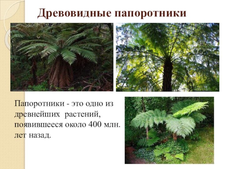 Древовидные папоротникиПапоротники - это одно из древнейших растений, появившееся около 400 млн. лет назад.