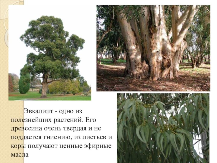 Эвкалипт - одно из полезнейших растений. Его древесина очень твердая и не