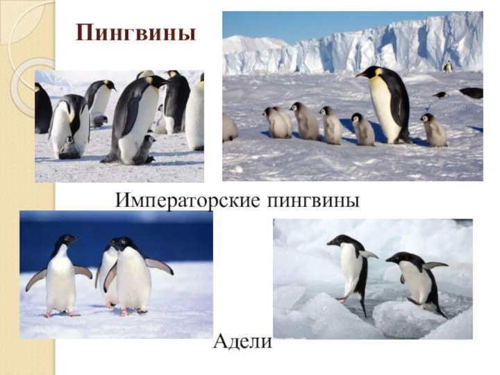 Пингвины Адели Императорские пингвины