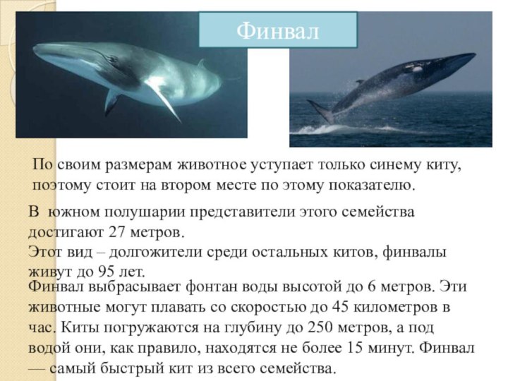 По своим размерам животное уступает только синему киту, поэтому стоит на втором