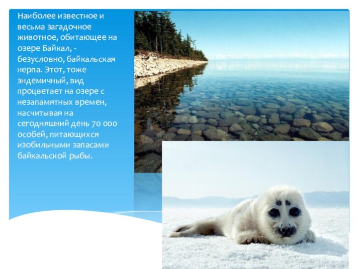Наиболее известное и весьма загадочное животное, обитающее на озере Байкал, - безусловно,