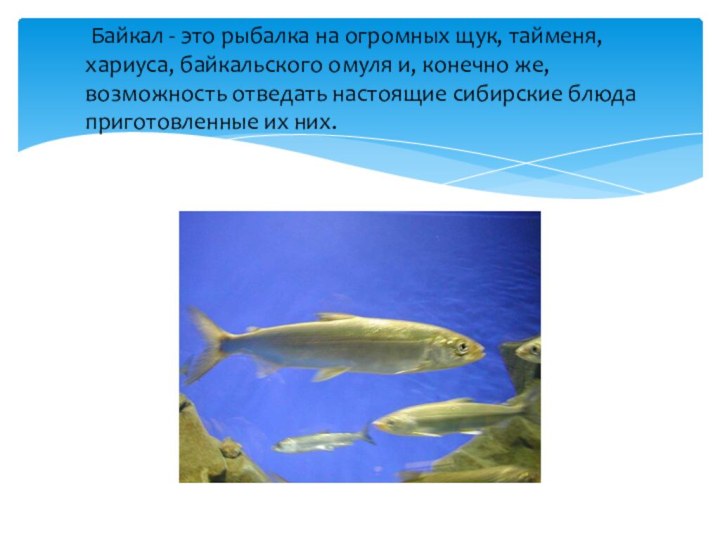 Байкал - это рыбалка на огромных щук, тайменя, хариуса, байкальского
