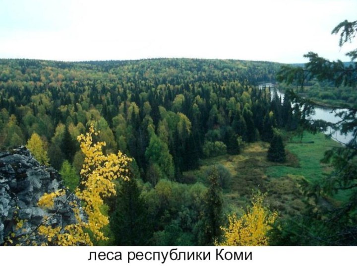 леса республики Коми