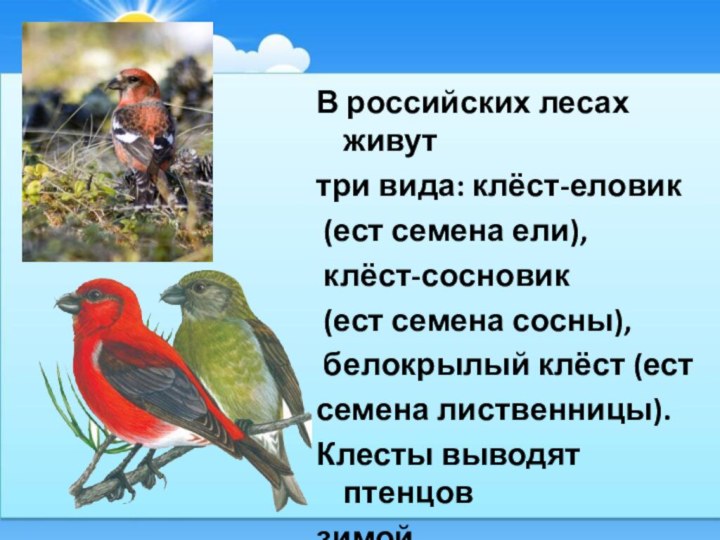 В российских лесах живуттри вида: клёст-еловик (ест семена ели), клёст-сосновик (ест