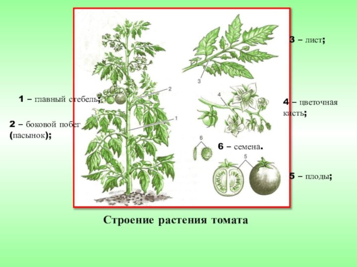 Строение растения томата1 – главный стебель; 2 – боковой побег (пасынок); 3