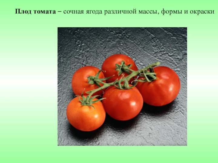 Плод томата – сочная ягода различной массы, формы и окраски
