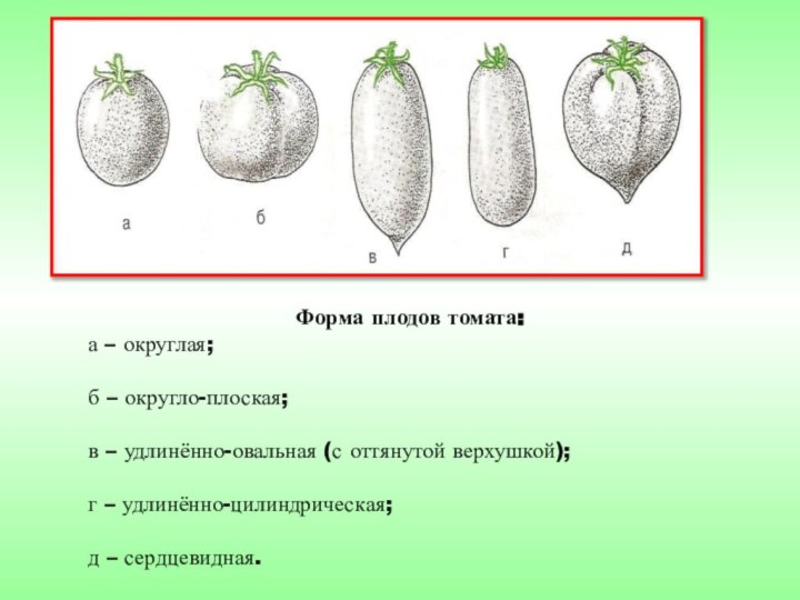 Форма плодов томата:а – округлая; б – округло-плоская; в – удлинённо-овальная (с
