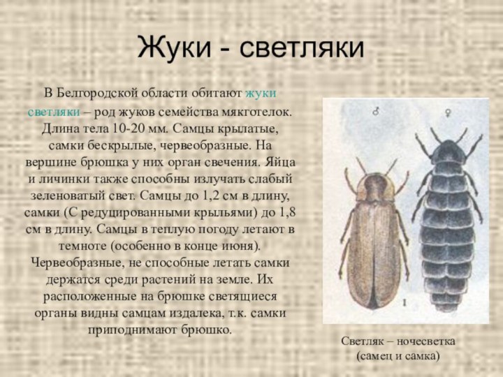 Жуки - светляки  В Белгородской области обитают жуки светляки – род