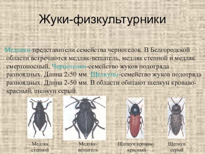 Жуки-физкультурники  Медляки-представители семейства чернотелок. В Белгородской области встречаются медляк-вещатель, медляк степной и медляк