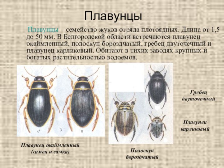 Плавунцы  Плавунцы – семейство жуков отряда плотоядных. Длина от 1,5