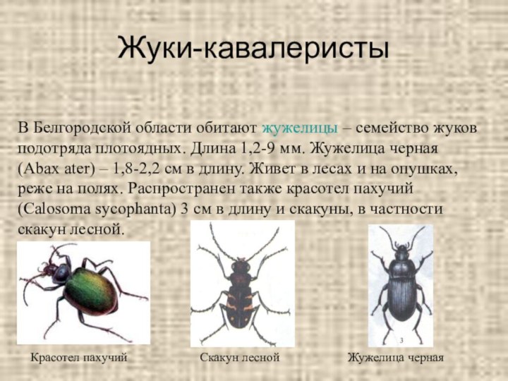 Жуки-кавалеристыВ Белгородской области обитают жужелицы – семейство жуков подотряда плотоядных. Длина 1,2-9 мм. Жужелица