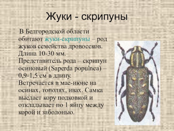 Жуки - скрипуны  В Белгородской области обитают жуки-скрипуны – род жуков