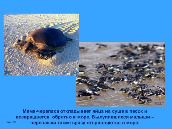 Мама-черепаха откладывает яйца на суше в песок и возвращается обратно в море. Вылупившиеся малыши