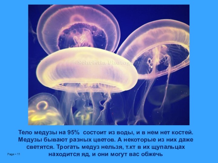 Тело медузы на 95% состоит из воды, и в нем нет костей. Медузы бывают