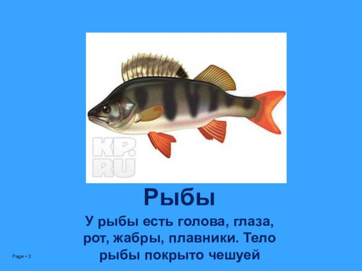 РыбыУ рыбы есть голова, глаза, рот, жабры, плавники. Тело рыбы покрыто чешуей
