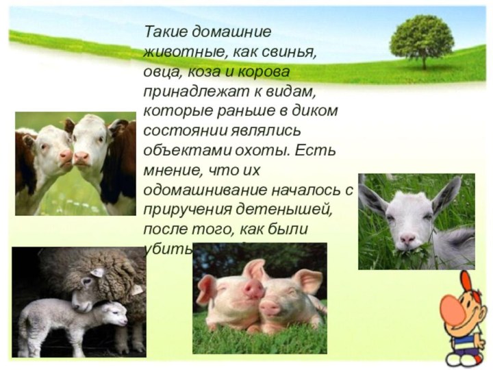 Такие домашние животные, как свинья, овца, коза и корова принадлежат к