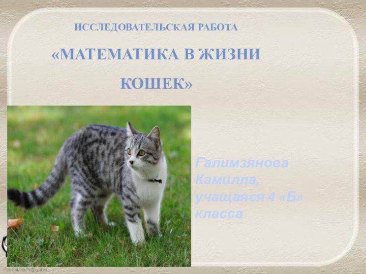 Исследовательская работа«Математика в жизни кошек»Галимзянова Камилла, учащаяся 4 «Б» класса