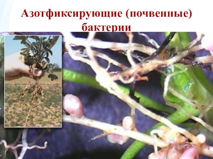 Азотфиксирующие (почвенные) бактерииКлубеньковые бактерии - род бактерий, образующих на корнях многих бобовых растений клубеньки.
