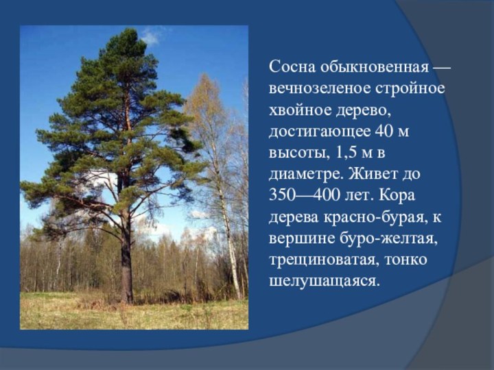 Сосна обыкновенная — вечнозеленое стройное хвойное дерево, достигающее 40 м высоты, 1,5