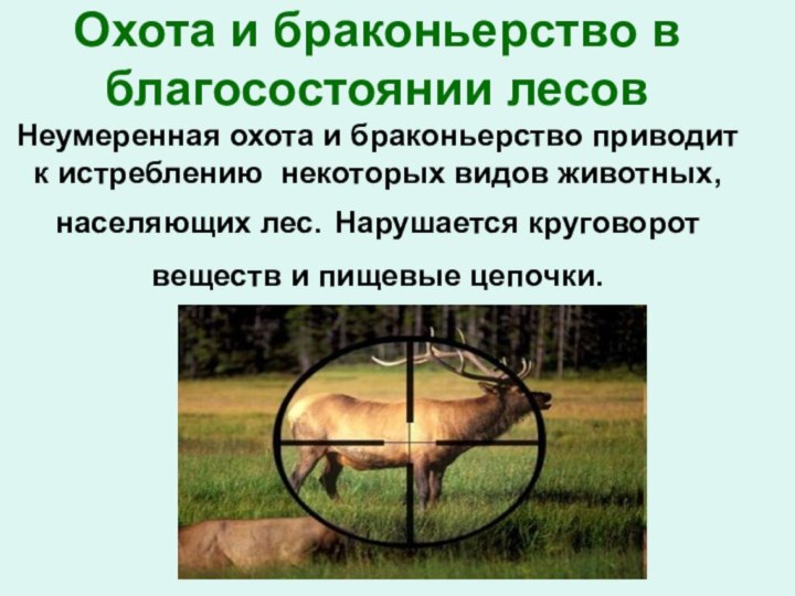 Охота и браконьерство в благосостоянии лесов Неумеренная охота и браконьерство приводит к