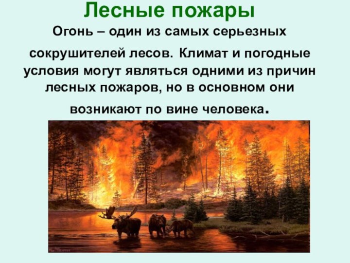 Лесные пожары Огонь – один из самых серьезных сокрушителей лесов. Климат