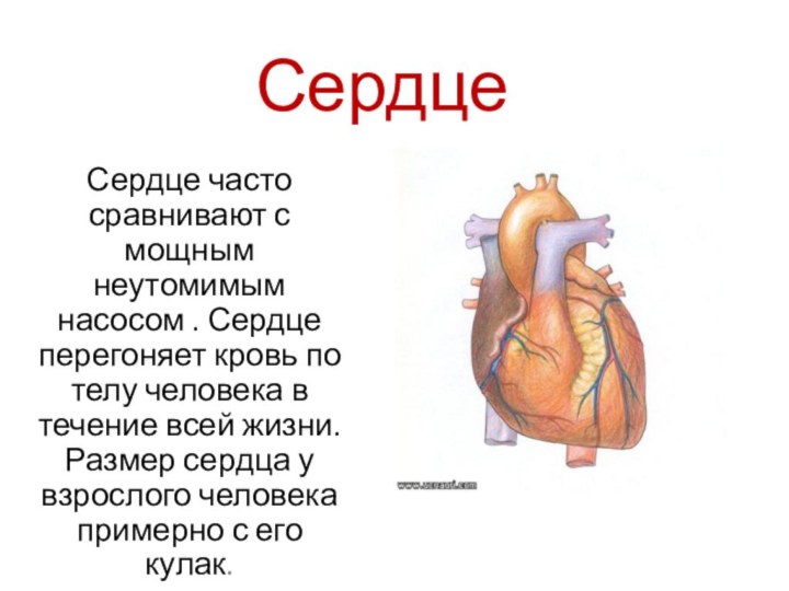 СердцеСердце часто сравнивают с мощным неутомимым насосом . Сердце перегоняет кровь по
