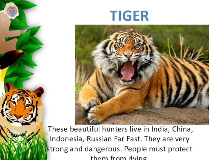 These beautiful hunters live in India, China, Indonesia, Russian Far East.