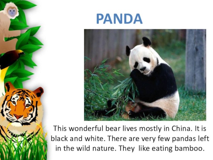 This wonderful bear lives mostly in China. It is black and white.