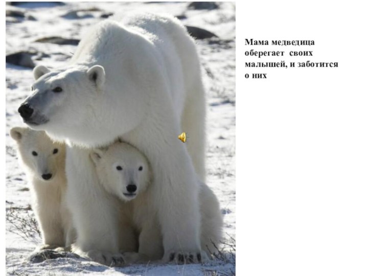 Мама медведица оберегает своих малышей, и заботится о них