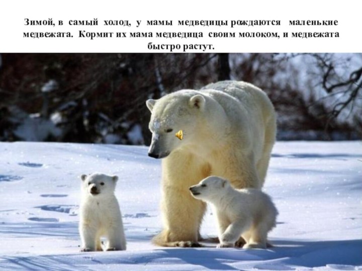 Зимой, в самый холод, у мамы медведицы рождаются  маленькие медвежата. Кормит