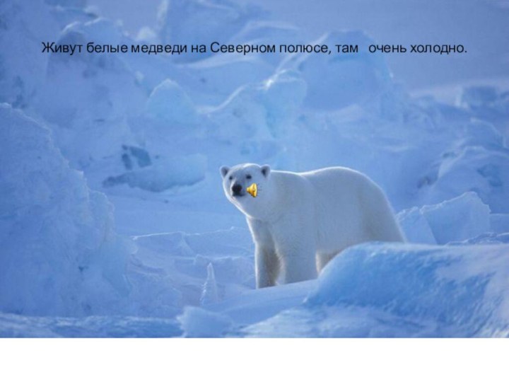 Живут белые медведи на Северном полюсе, там  очень холодно.