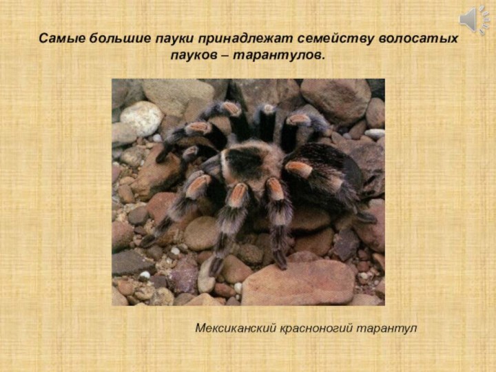 Мексиканский красноногий тарантулСамые большие пауки принадлежат семейству волосатых пауков – тарантулов.