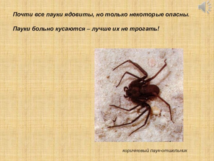коричневый паук-отшельникПочти все пауки ядовиты, но только некоторые опасны. Пауки больно кусаются – лучше