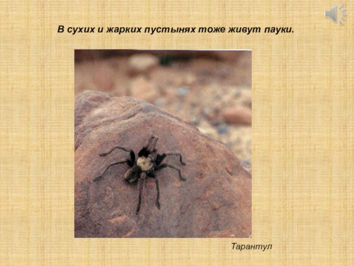 ТарантулВ сухих и жарких пустынях тоже живут пауки.