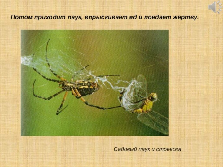 Садовый паук и стрекозаПотом приходит паук, впрыскивает яд и поедает жертву.