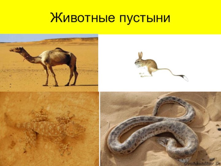 Животные пустыни