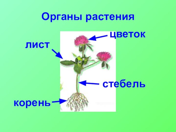 Органы растенияцветокстебельлисткорень