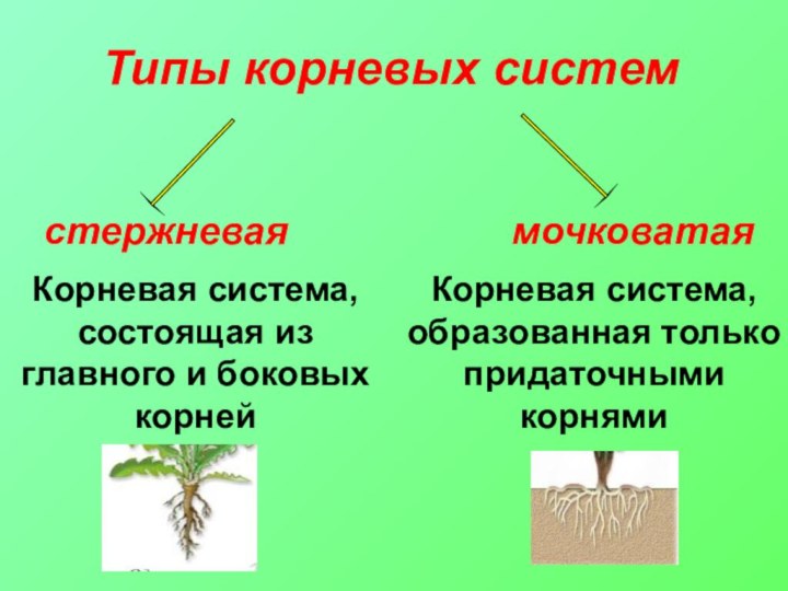 Корневая система, образованная только придаточными корнямиКорневая система, состоящая из главного и боковых корнейТипы корневых системстержневаямочковатая