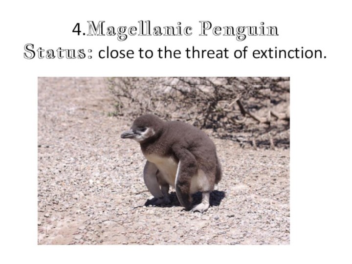 4.Magellanic Penguin  Status: close to the threat of extinction.