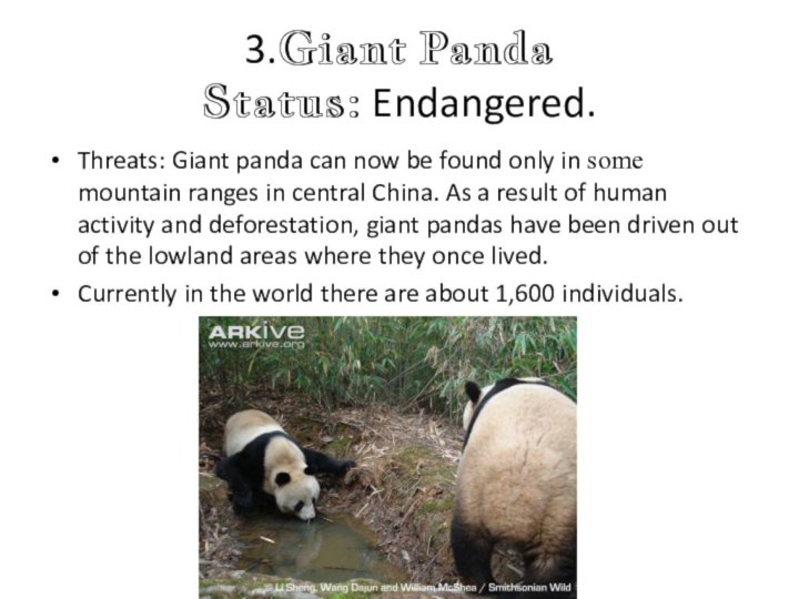 3.Giant Panda  Status: Endangered.Threats: Giant panda can now be found only