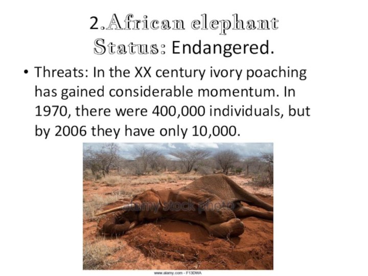 2.African elephant  Status: Endangered.Threats: In the XX century ivory poaching