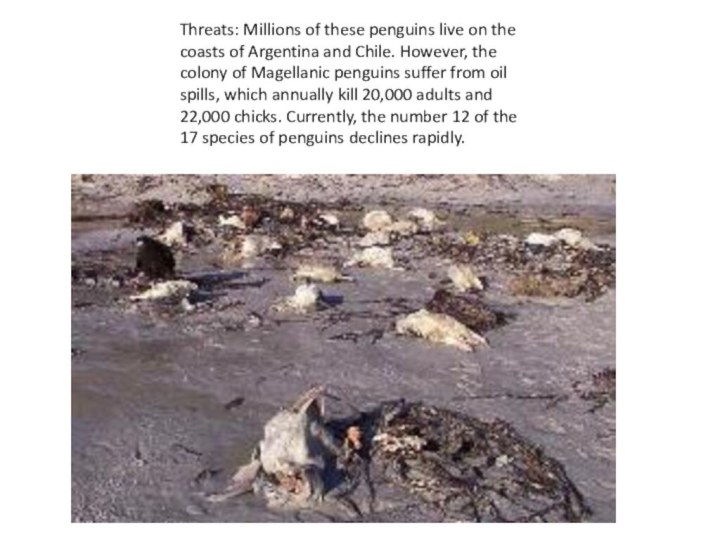 Threats: Millions of these penguins live on the coasts of Argentina and