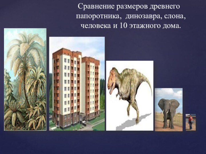 Сравнение размеров древнего папоротника, динозавра, слона, человека и 10 этажного дома.