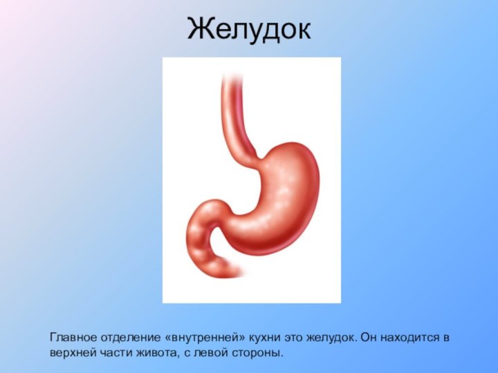 Желудок Главное отделение «внутренней» кухни это желудок. Он находится в верхней части живота, с левой стороны.