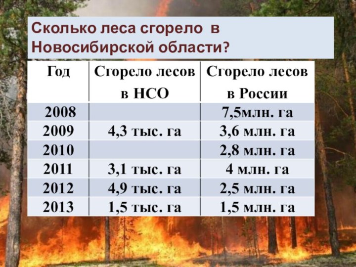 Сколько леса сгорело в Новосибирской области?