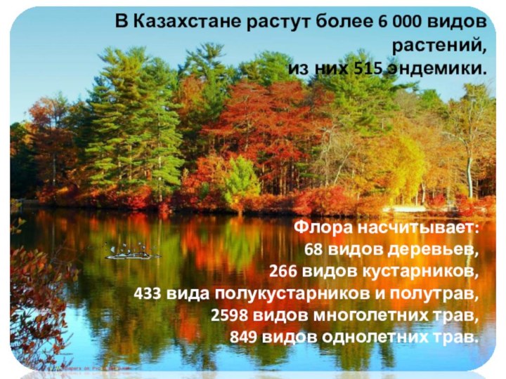 В Казахстане растут более 6 000 видов растений,