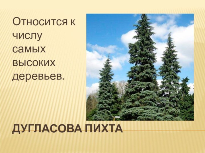 Дугласова пихта Относится к числу самых высоких деревьев.