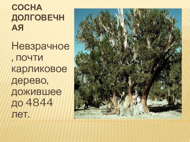 Сосна долговечная Невзрачное, почти карликовое дерево, дожившее до 4844 лет.