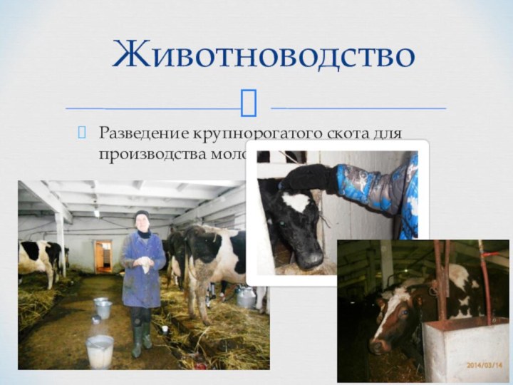 Разведение крупнорогатого скота для производства молока и мясаЖивотноводство